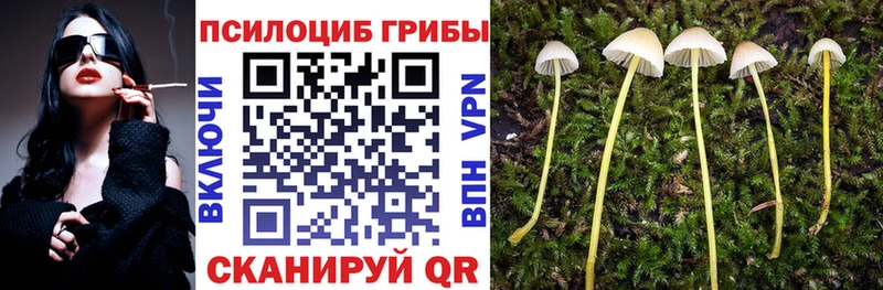 Галлюциногенные грибы Psilocybe  Купить  Приволжск 